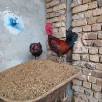 مرغ وخروس گردن ریت