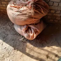 پوشال چوب|لوازم جانبی حیوانات|تاکستان, |دیوار