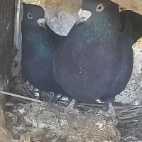 کفتر حراج|پرنده|سیمکان, |دیوار