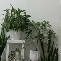 گل طبیعی ارزان