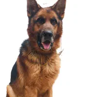 سگ ژرمن برای جفت گیری