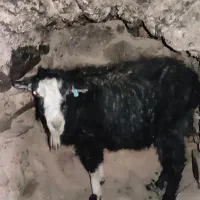 تعداد ۴بزجوان و۱پیر