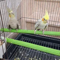 عروس هلندی|پرنده|قم, وادی السلام|دیوار