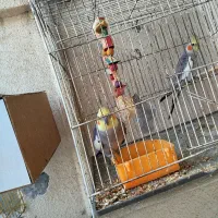 عروس هلندی بسیار سالم سر حال|پرنده|گرگان, |دیوار