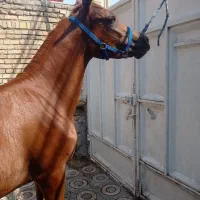 کره مادیون یکسر|اسب و تجهیزات اسب‌سواری|شوش, |دیوار