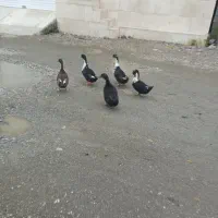 اوردک محلی