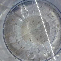 بچه ماهی|ماهی|ملایر, |دیوار