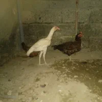 گمشده