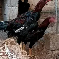 تخم مرغ لاری  نطفه‌دار