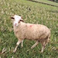 گوسفند نر جوان حدود ۳۵ کیلویی