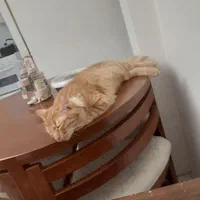 پانسیون خانگی فقط گربه|خدمات پیشه و مهارت|چهارباغ, |دیوار