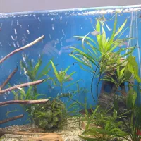 یک آکواریوم لاکچری|ماهی|مشهد, الهیه|دیوار