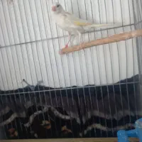 فروش ماده پرتقالی ماده سفید|پرنده|شیراز, کوشک میدان|دیوار