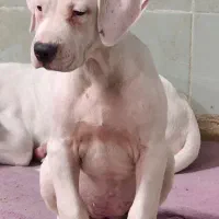 دوگو|سگ|بومهن, |دیوار