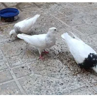 طوقی|پرنده|سرپل ذهاب, |دیوار