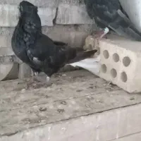 کبوتر پرنده|پرنده|حمیدیه, |دیوار