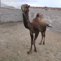 شتر نرفروشی