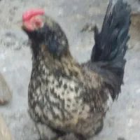 مرغ وخروس چینی وبلژیکی