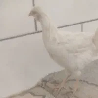 مرغ و خروس گلین بومی جوان|حیوانات مزرعه|لردگان, |دیوار