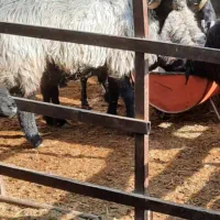 کاه سر خوشه موجود هست