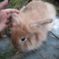 تعدادی خرگوش لپ همه یک سال به بالا همه ماده میباشد|موش و خرگوش|کوچصفهان, |دیوار