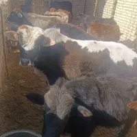 فروش 18راس گوساله نر