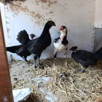 جوجه مرغ و خروس|حیوانات مزرعه|بندرعباس, |دیوار