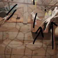 یک جفت عروس هلندی سالم