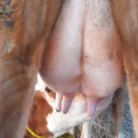 گاو شیری با گوساله|حیوانات مزرعه|میانه, |دیوار