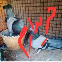 کبوتر سبز اصفهانی