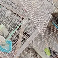 قفس قناری و مرغ عشق