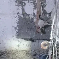 کبوترکرم رنگ روشن