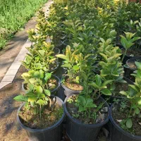 یاس هلندی.شمشادطلایی. مورت