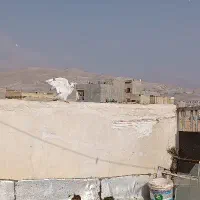 کبوتر شمرونی کله برنجی