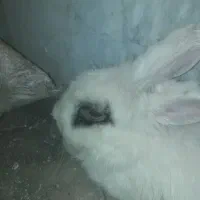خرگوش با قفس