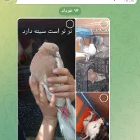 کبوتر