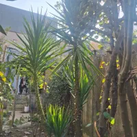 فروش گل جهت اکسیژن برای محوطه و|گل و گیاه طبیعی|لوشان, |دیوار