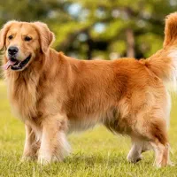 واگذاری سگ پاپی