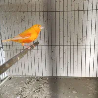 قناری فر ورسمی|پرنده|مبارکه, |دیوار