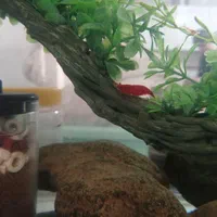 انواع آکواریوم و ماهی و لوازمات|ماهی|کبودرآهنگ, |دیوار
