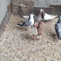 کبوتر فروشی|پرنده|مشهد, فرخد|دیوار