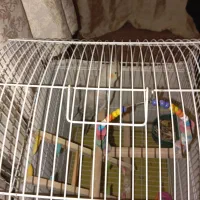 عروس هلندی|پرنده|اسلامشهر, مظفریه|دیوار