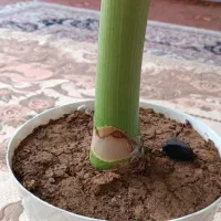 گل شاداب|فعالیت داوطلبانه|اصفهان, شهرک مهدیه|دیوار
