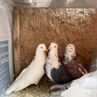 ۵تا کبوتر نر پرش