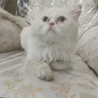 جفتگیری گربه