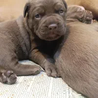 سگ پیتبول بمب|سگ|شیراز, میانرود|دیوار