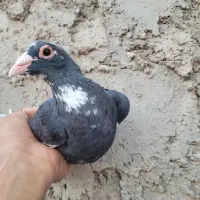 کفتر