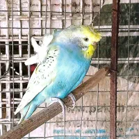 مرغ عشق پروانه‌ای|پرنده|دوگنبدان, |دیوار