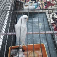 یک جفتمرغ عشق جوجه ده|پرنده|آذرشهر, |دیوار