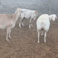 میش چینی|حیوانات مزرعه|مهریز, |دیوار